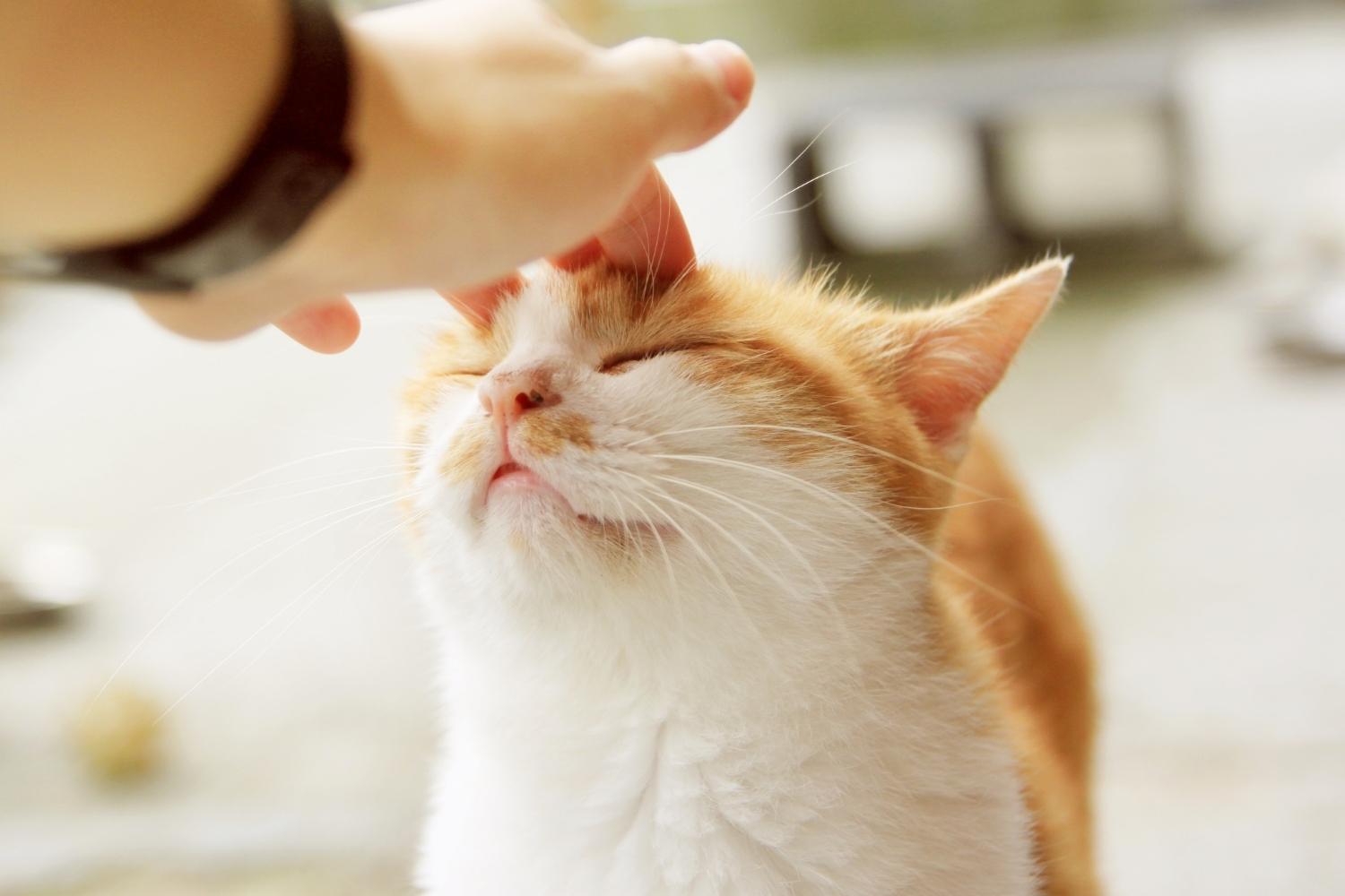 Ginger cat being stroked